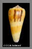 Conus_consors_Sowerby I, in Sowerby II, 1833_color form,_Panglao isl._.jpg (9787 bytes)