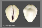 Cypraea_moneta_Linnaeus, 1758_Albino form_Calituban isl..jpg (12668 bytes)