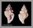 Falsilatirus_suduirauti_Bozzetti_1995_30_mm._holotype_MNHN-Paris_Talikud_isl._Davao_bay_.jpg (32478 bytes)