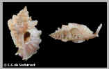 Pterynotus_concavopterus_Kosuge, 1980_25 mm._Talikud Isl._Davao Bay.jpg (37967 bytes)